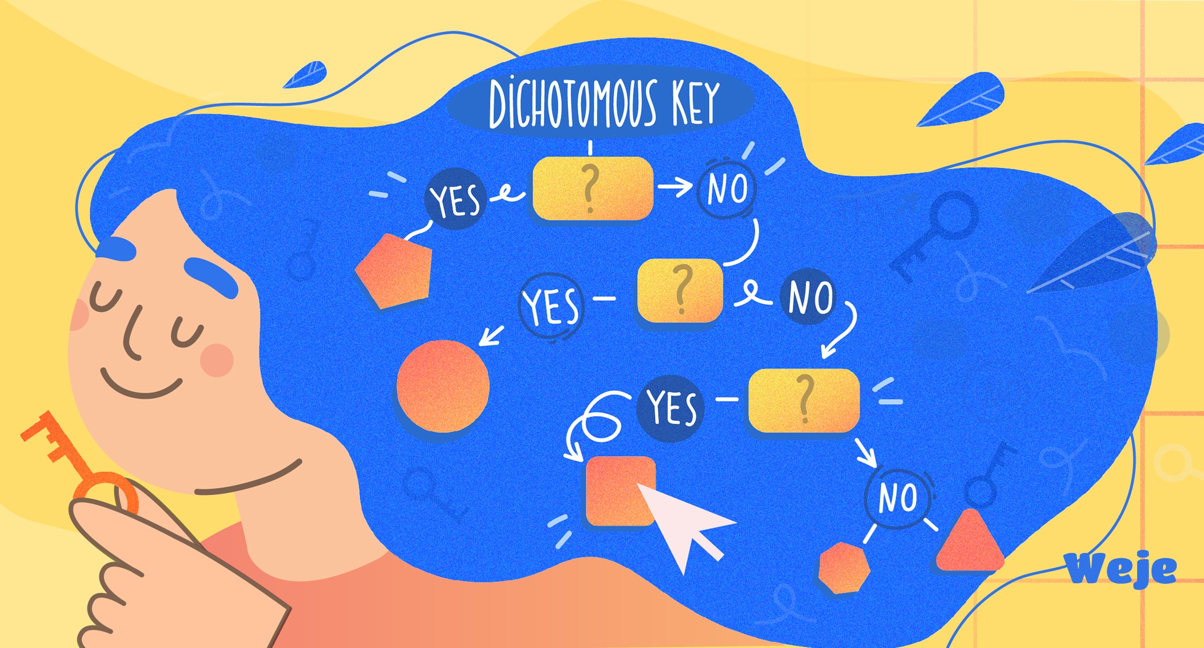 What is a dichotomous key: definition, examples